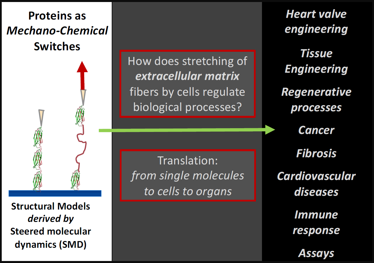 Enlarged view: Structural model of proteins, from single moleculs to cells to organs, mentioning research areas of the vogel group, such as Heart value engineering, Tissue Engineering, Regenerative process, Cancer, Fibrosis, Cardiovascular diseases, Immune response and Assays