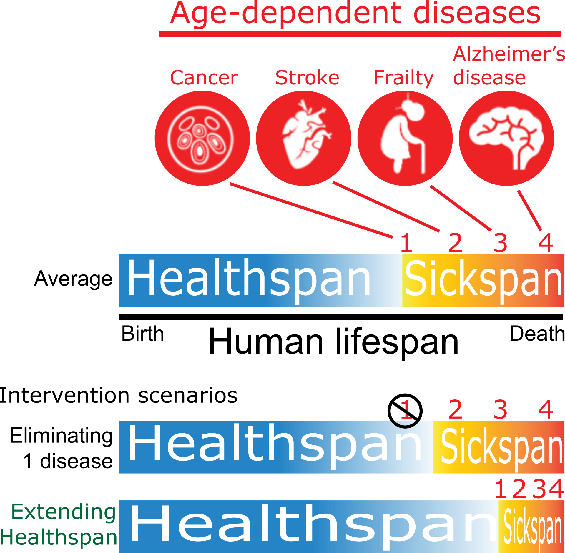 age-dependent diseases, graphical overview comparing the health-span for different scenarios