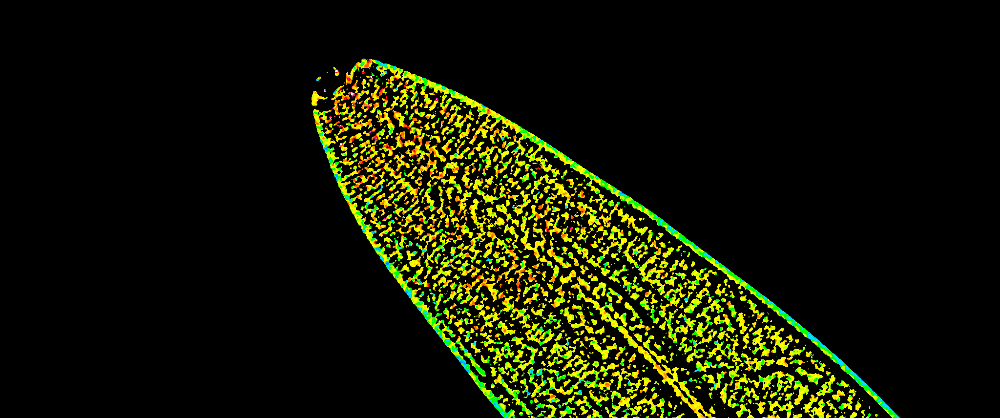 part of nematode C. elegans 