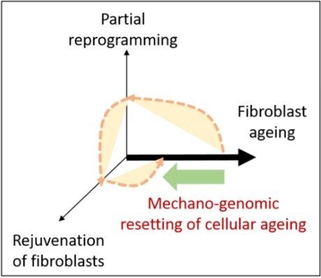 Mechanism of mechano-genomic resetting of cellular ageing